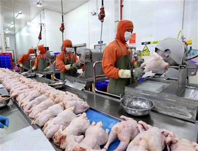 TUYỂN 8 NỮ CHẾ BIẾN THỊT GÀ