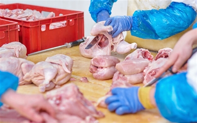 Tuyển 11 Nữ Gia công xử lý thịt gà