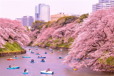 TOP 5 lễ hội Nhật Bản đặc sắc - Bạn không thể bỏ qua